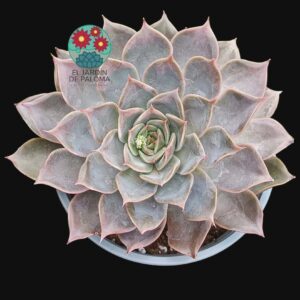 Echeveria Starligh (maceta grande)