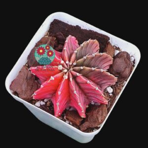 Gymnocalcyum mihanovichii variegata (novedad)