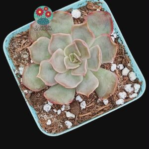 Echeveria "Concrete jungle"