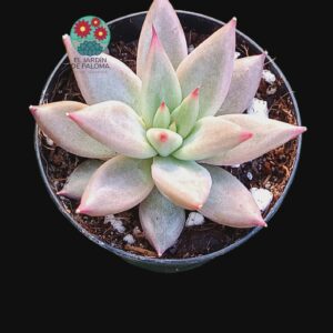 Graptoveria "Lionfish" (maceta pequeña)