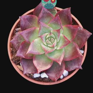 Echeveria "Electra" (maceta pequeña)