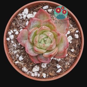 Echeveria hibrido Monroe x rubin