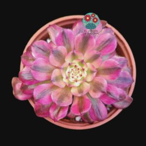 Aeonium "Hongyan" variegata ( importación)