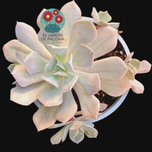 Echeveria Lilac mist (maceta grande)