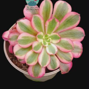 Aeonium Medusa variegata doble roseta