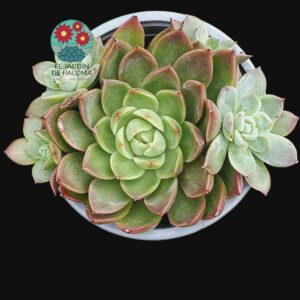 Echeveria agavoides "Miranda" con hijos