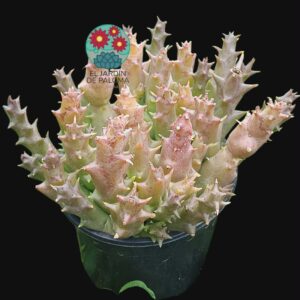 Huernia zebrina (color amarilla con centro granate)