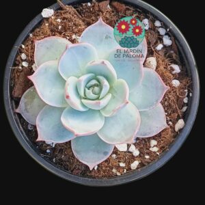 Echeveria Subsessilis