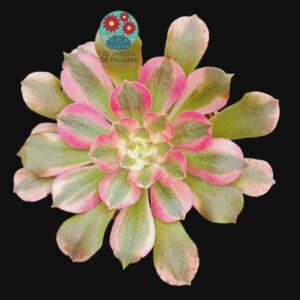 Aeonium Pink wich var. "Scarlet" variegata (importación, buen tamaño)
