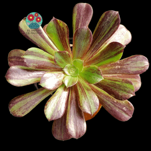 Aeonium Bing bang plus (tamaño mediano)