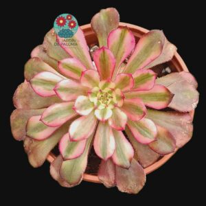 Aeonium "Hongyan" variegata ( importación)
