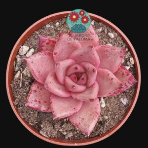 Echeveria Agavoides Romeo