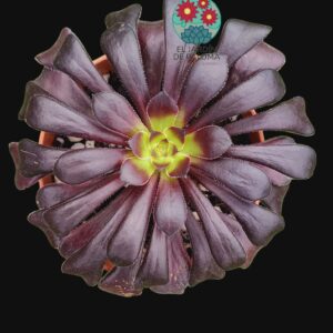 Aeonium arboreum "Swartkop" o "Rosa negra"