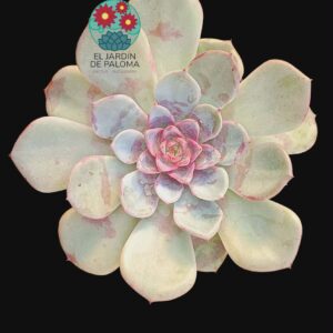 Echeveria Salmon (maceta grande)