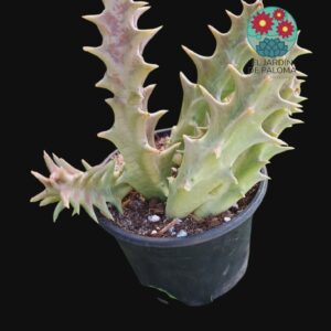 Orbea Speciosa (flor de dos colores)