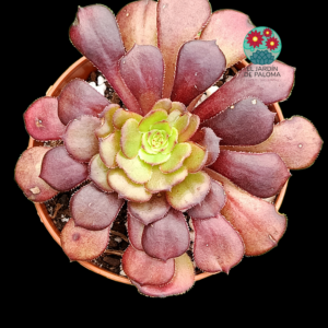 Aeonium "Plum purdy"