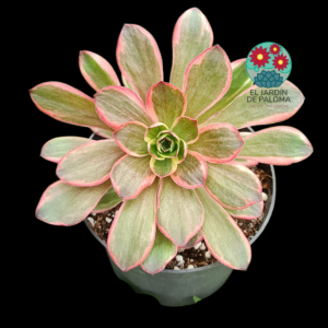 Greenovia "Charme Golden rose" variegata (importación)