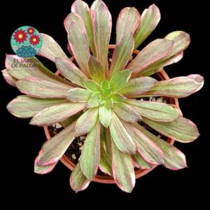 Aeonium "Straigth flush" variegata (importación)