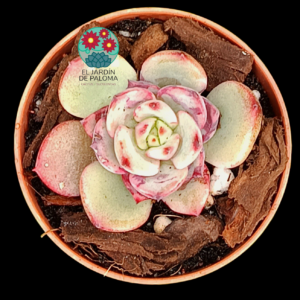 Echeveria híbrido Blood swallow (maceta pequeña)