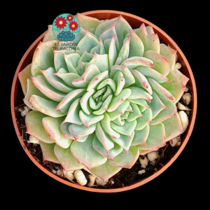 Echeveria Kirov crestada