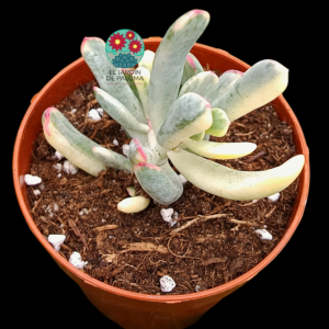 Cotyledon orbiculata var "Flanaganni" variegata