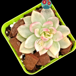 Echeveria Rose agavoides variegata  (importación)