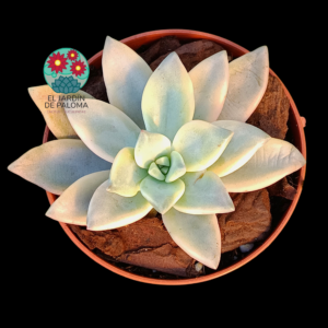 Graotopelatum Awayuki variegata (importación)