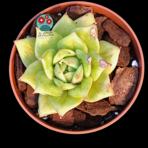 Echeveria "Golden Maria" (importación, poca raíz)
