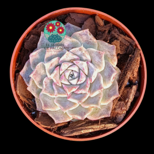 Echeveria Hyalina hibrida (importación)