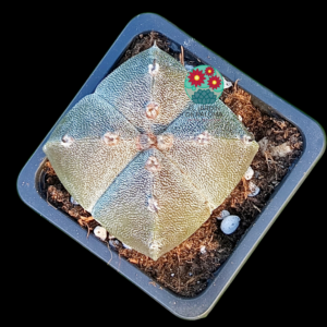 Astrophytum miryostigma quadricostatum