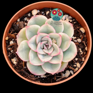 Echeveria Hercules