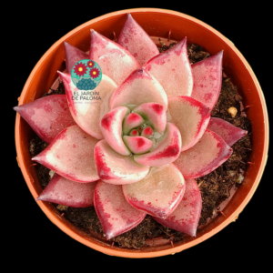 Echeveria agavoides Romeo