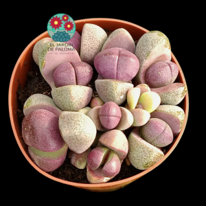Pleiospilos nelli "Royal flush"