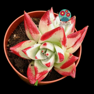 Echeveria Agavoides "Red Edge" doble roseta