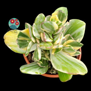 Crassula ovata variegata (es grande)