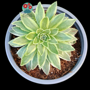 Aeonium Simsii variegata con hijuelos (otro)