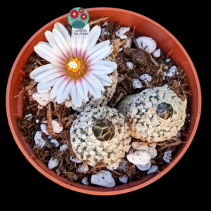 Turbinicarpus Valdezianus x 3