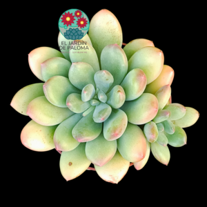 Pachyveria "Thunderbird" con hijuelo(buen tamaño)