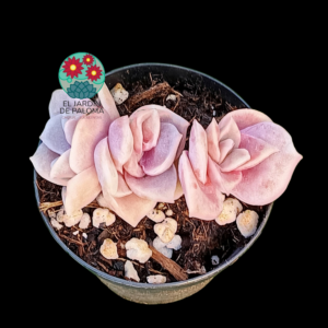 Graptoveria Lovely rose bouquet (maceta pequeña)