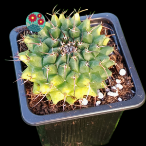 Mammillaria magnimamma variegata