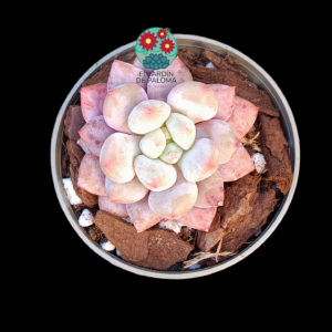 Pachyveria "Candy angel" (importación)