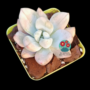 Graptoveria opalina "Silk" (importación)