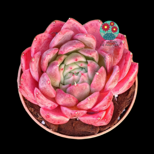 Echeveria Venus (importación, tiene buen tamaño)