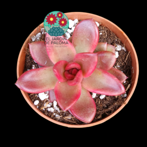 Echeveria "Pine rose" (novedad)