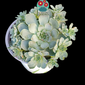 Greenovia Aurea bouquet (buen tamaño)