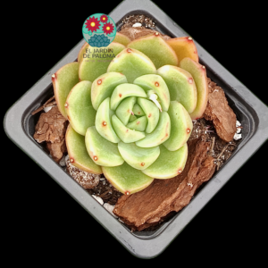 Echeveria "Spicy" (hibrido de importación"