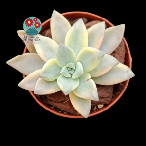 Graotopelatum Awayuki variegata (importación)