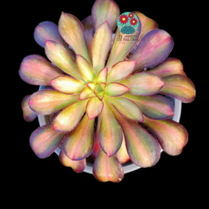 Aeonium Velour middle variegata (importación)