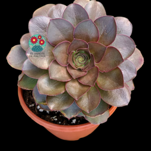 Greenovia "Charme Golden rose" (llena de hijos y muy grande)