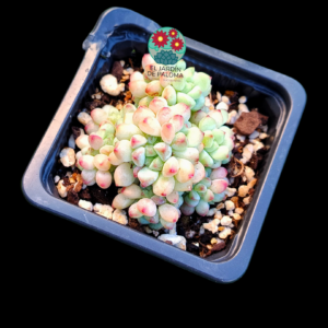 Sedum Perez de la rosae